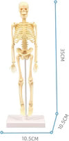 Teng Xin – Explore Science Bone Assembly