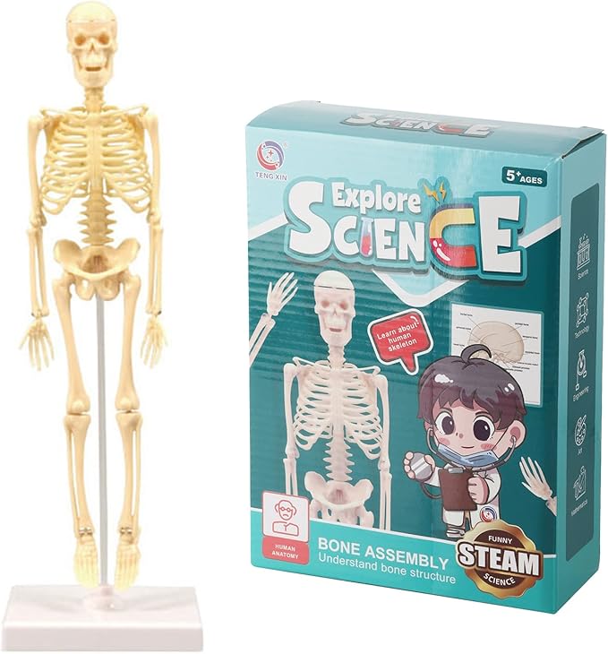 Teng Xin – Explore Science Bone Assembly