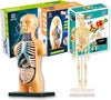 Teng Xin – Explore Science Bone Assembly
